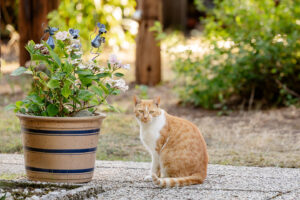 Katze im grünen Außenbereich