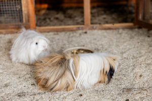 Meerschweinchen im Gehege