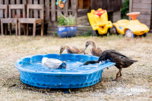 Enten beim Baden im Kinderbecken