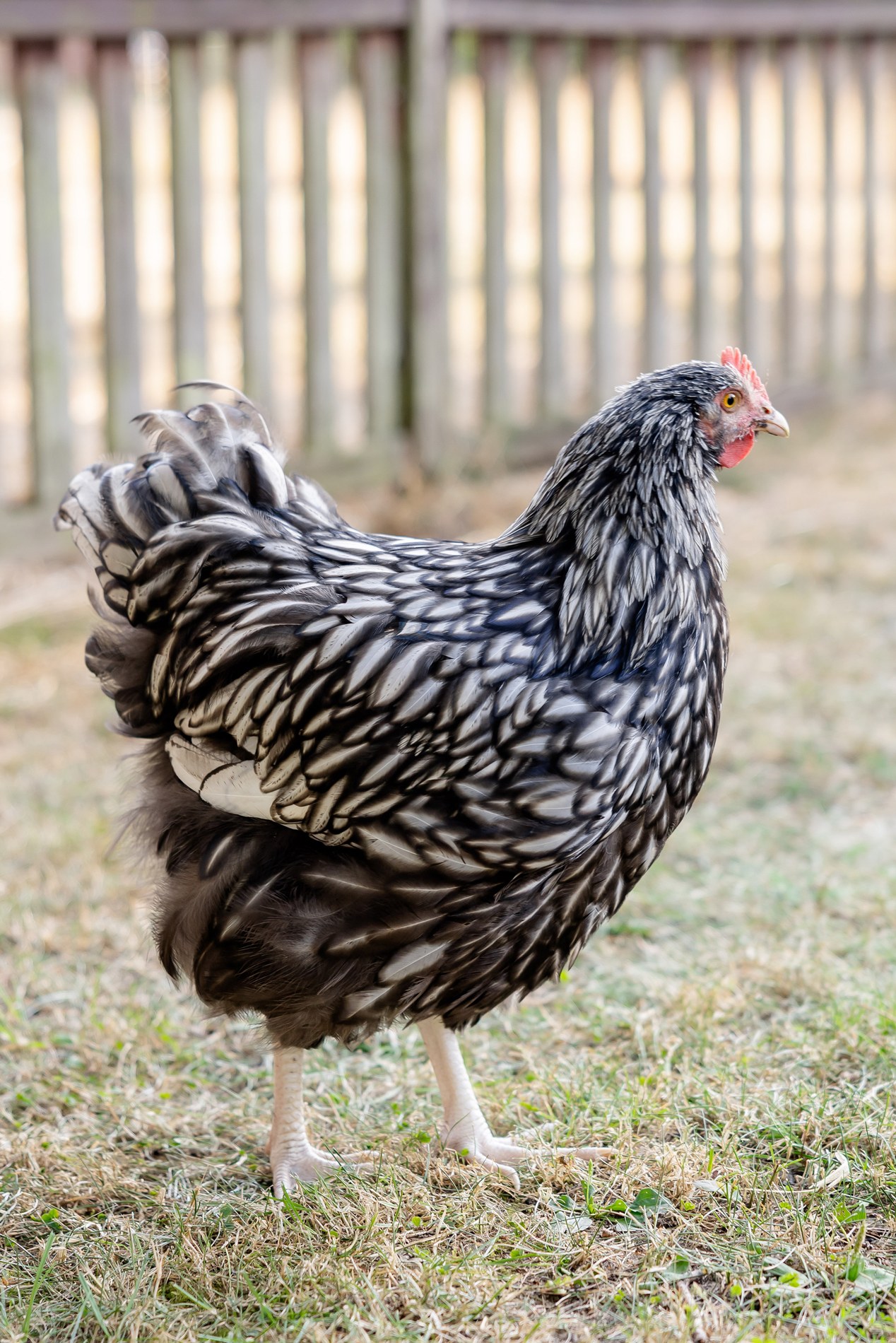 Huhn auf dem Hof